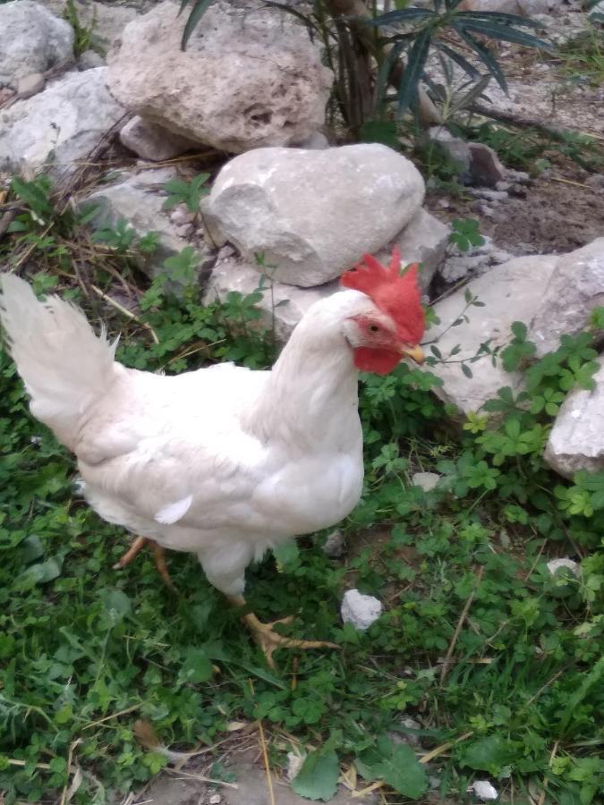 La Masseria Di Antonio E Teresina Colli a Volturno Eksteriør billede
